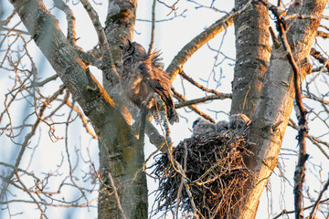 Wall Mural - Great Horned Owl