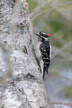 Downy Woodpecker Bird