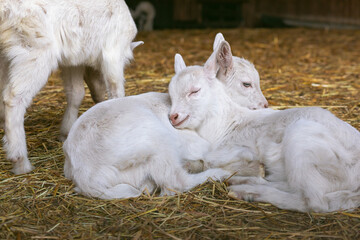 Baby goats sleeping on a hay on animal farm.