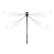 Close up of dragonfly set isolated on white transparent background, Vector illustration 04