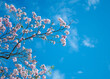 pink tecoma flowers blossom with blue sky background. selective focus