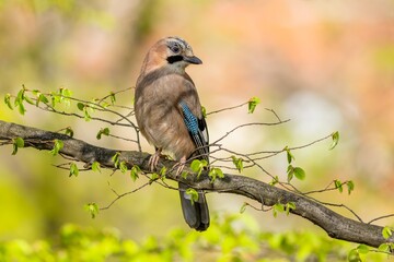 Wall Mural - The Eurasian jay, a curious bird, perching on a branch with fresh green leaves. Colorful background.  Sunny spring day in the park.