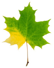 autumn maple leaf isolated on white background, full depth of field