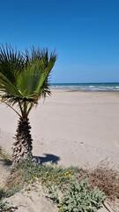 Wall Mural - The wind on the seashore in Spain in spring. Walk along the dunes with palm trees near the sandy beach. Deserted wide beach on a sunny spring day.