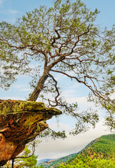 Wall Mural - Wachstum am Abgrund: Kiefer auf Buntsandsteinklippe im Pfälzer Wald