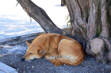 Red Dog Sleeping Under A Tree In The Park