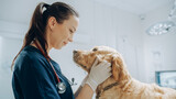 Fototapeta Zwierzęta - Beautiful Female Veterinarian Petting a Noble Golden Retriever Dog. Healthy Pet on a Check Up Visit in Modern Veterinary Clinic with Happy Caring Doctor