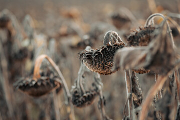 Poster - Close up of dried sunflowers in the field ready to be harvested. Dead sunflowers in agricultural field