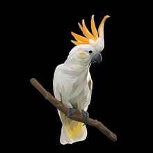 White And Yellow Macaw