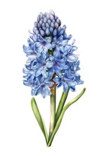 Watercolor Illustration Of A Blue Hyacinth Flower Isolated On White Background. Generative AI.