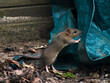 Rattenbaby spielt im Garten