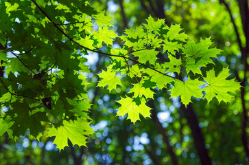Wall Mural - Green leaves on maple tree