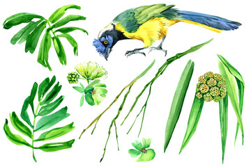 Tropical bird and green plants watercolor set isolated in white. Hand drawn watercolor jungle elements