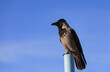A raven, as in Edgar Allan Poe