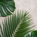 Fototapeta Kawa jest smaczna - Tropical palm monstera leaves isolated on gray table background.