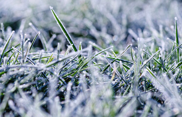 Poster - frost ice crystals on grass in garden.