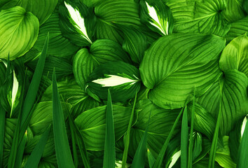 Wall Mural - Green leaves background