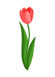 Fototapeta Tulipany - Red tulip flower. Spring blooming vector illustration for women's day, mother's day, easter and other holidays. Floral isolated design for postcard, poster, ad, decor, fabric and other uses.