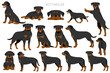 Rottweiler clipart. Different poses, coat colors set