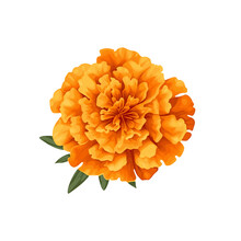 Marigold Flower Isolated On White