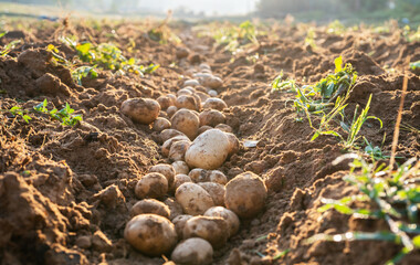 Wall Mural - organic potatoes in field.Harvesting organic potatoes.