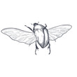 bug sketch, outline with transparent background, hand drawn illustration bug