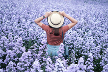 Young Girl Traveler Hand Holding Straw Hat And She 's Standing Among Marguerite Purple Flower, Portrait Asian Girl In Flower Garden And She 's Happy And Relaxing