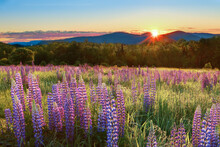 Sunrise Over Sampler Field In Sugar Hill, NH - Lupines
