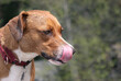 Dog licking lips and nose with long pink tongue on nature walk. Side view of dog with foam in mouth. Signs of overexertion from playing and running around. 1 year old harrier mix dog. Selective focus.