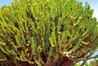 © Elisabetta Berardi - Euphorbia ingens candelabro esotico, Lanzarote