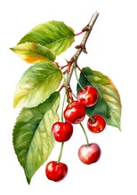 Branch Of Red Cherries Isolated On White Background, Watercolor Illustration. Generative AI.