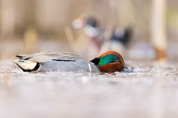 Wall Mural - Male green-winged teal (Anas carolinensis) in spring