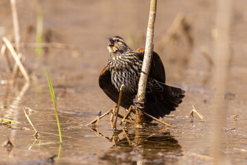 Sticker -  Female red-winged blackbird singing