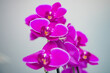 Rosafarbene, pinkene Orchidee einzeln auf weißem Hintergrund 