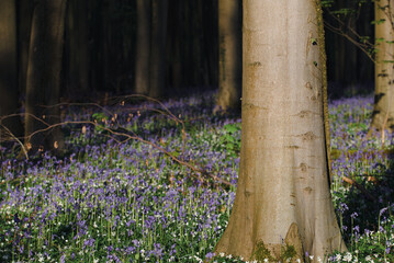 Poster - Beautiful view of the blue forest, Hallerbos