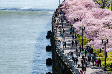 Wall Mural - People Enjoying Blooming Cherry Blossoms Along the Portland, OR Riverfront in Spring