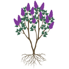 Wall Mural - Lilac bush with flowers and roots on a white background.
