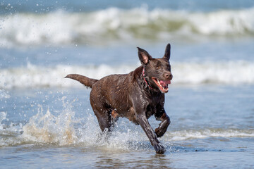 Wall Mural - labrador retriever running on the beach