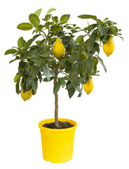 Wall Mural - Citronnier en pot	