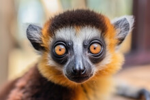 Close Up Of A Baby Lemur With Big Eyes Looking Into The Camera Lens, Curious Animals Concept. Generative AI.