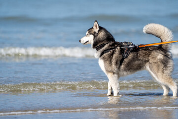  siberian husky dog on the beach