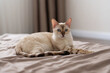 © Ольга Апанасенко - a pregnant light brown cat is lying on the bed with her eyes closed