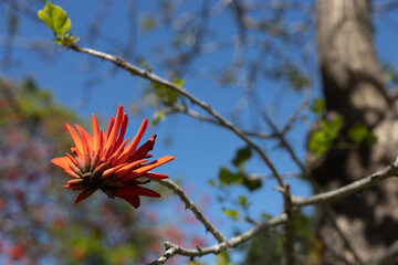 Wall Mural - Bright red spectacular flowers of Erythrina against blue sky background. Erythrina corallodendron, the red bean tree, is a species of flowering plant in the family Fabaceae.