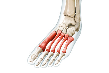 Wall Mural - Metatarsal bones or metatarsus in red with body 3D rendering illustration isolated on white with copy space. Human skeleton and foot anatomy, medical diagram, osteology, skeletal system concepts.