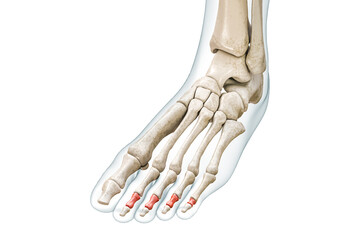 Wall Mural - Medial or intermediate phalanges of toe bones in red with body 3D rendering illustration isolated on white with copy space. Human skeleton and foot anatomy, medical diagram, skeletal system concepts.