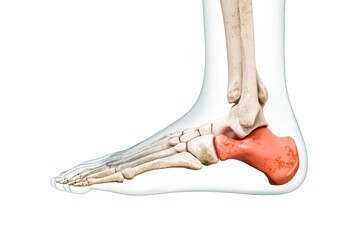 Wall Mural - calcaneus tarsal bone in red with body 3d rendering illustration isolated on white with copy space. 