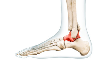 Wall Mural - talus tarsal bone in red with body 3d rendering illustration isolated on white with copy space. huma