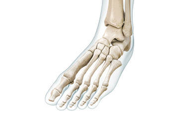Wall Mural - foot and toe bones with body contours 3d rendering illustration isolated on white with copy space. h