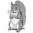 squirrel vector illustration line art drawing black and white baby squirrel.