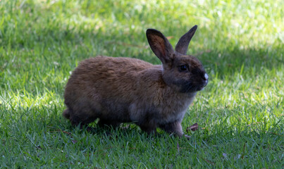 Wall Mural - Bunny roaming the park freely.